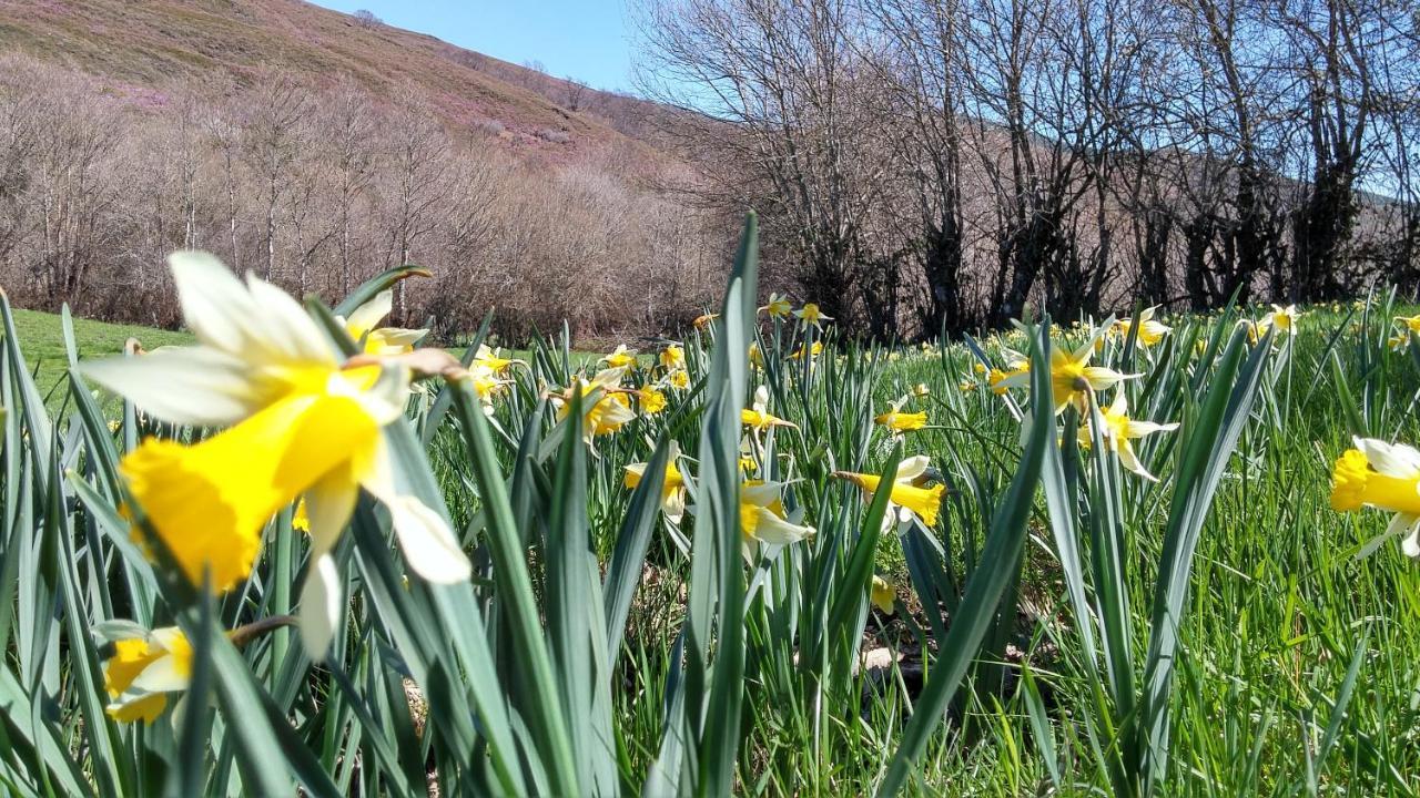 Casa Turismo Rural O Filandon Suertes Bagian luar foto